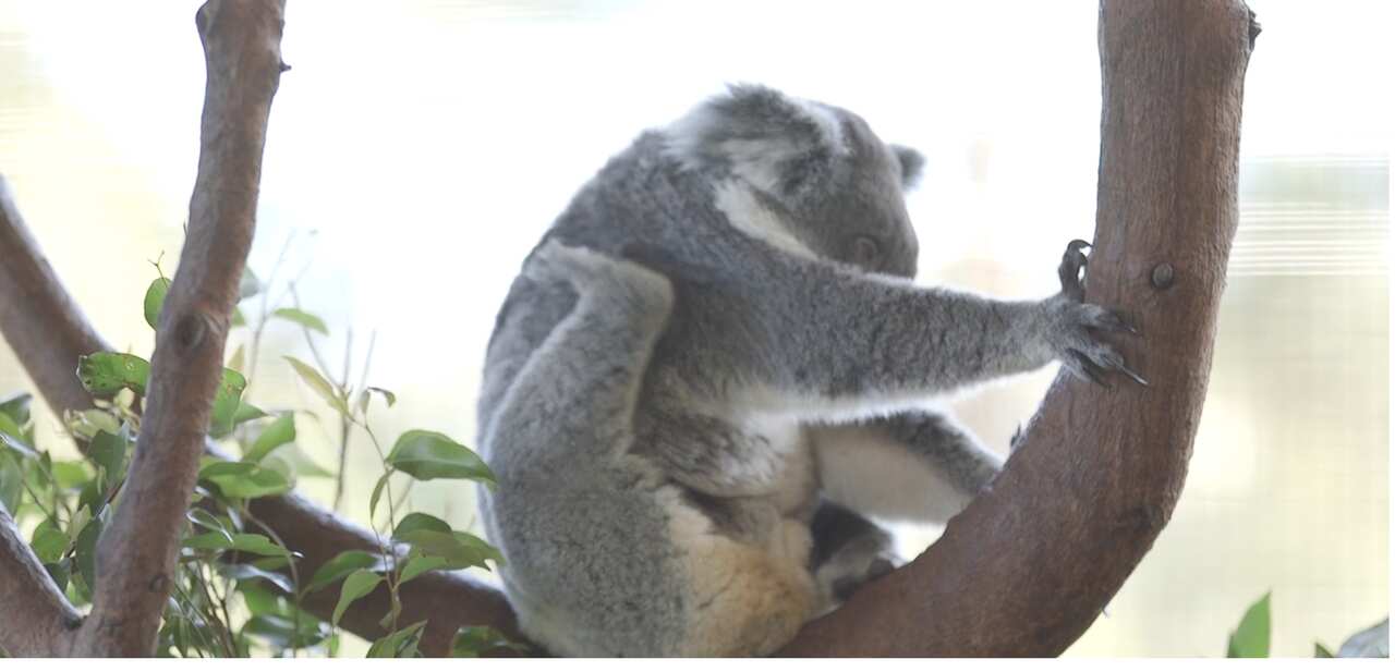 The zoo's koala breeding program aims to boost numbers of the endangered species.