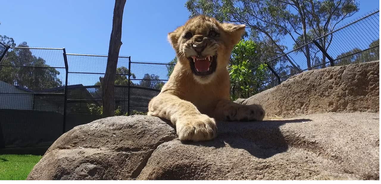 At five months old, Misty is working on her roar.