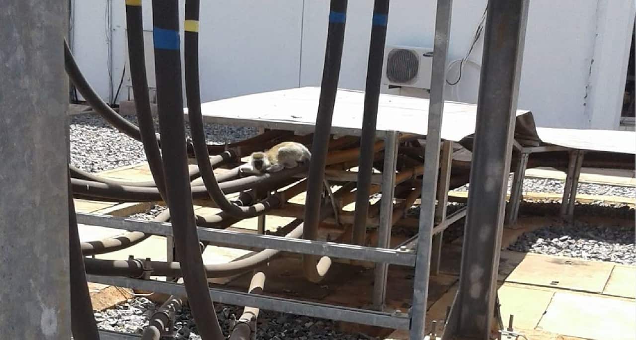 A monkey sits on top of electric cables on the roof of a KenGen Hydroelectric facility.
