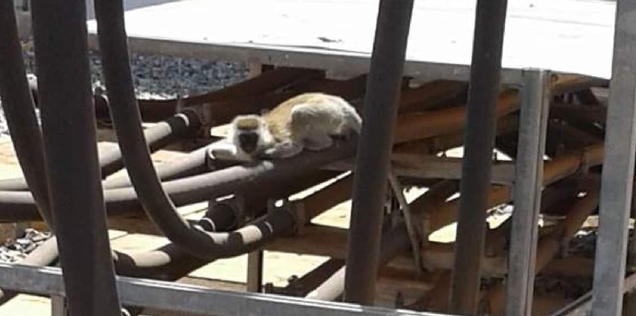 A monkey sits on top of electric cables on the roof of a KenGen Hydroelectric facility.