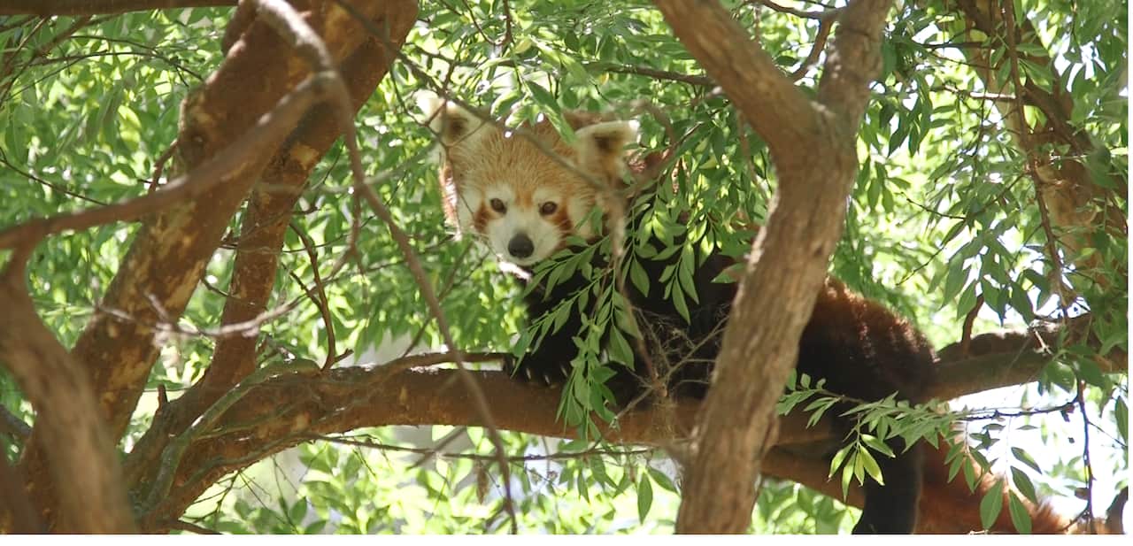 The red pandas come from China, and are a huge draw for visitors.
