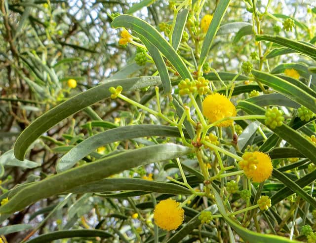 Umbrella Bush Wattle