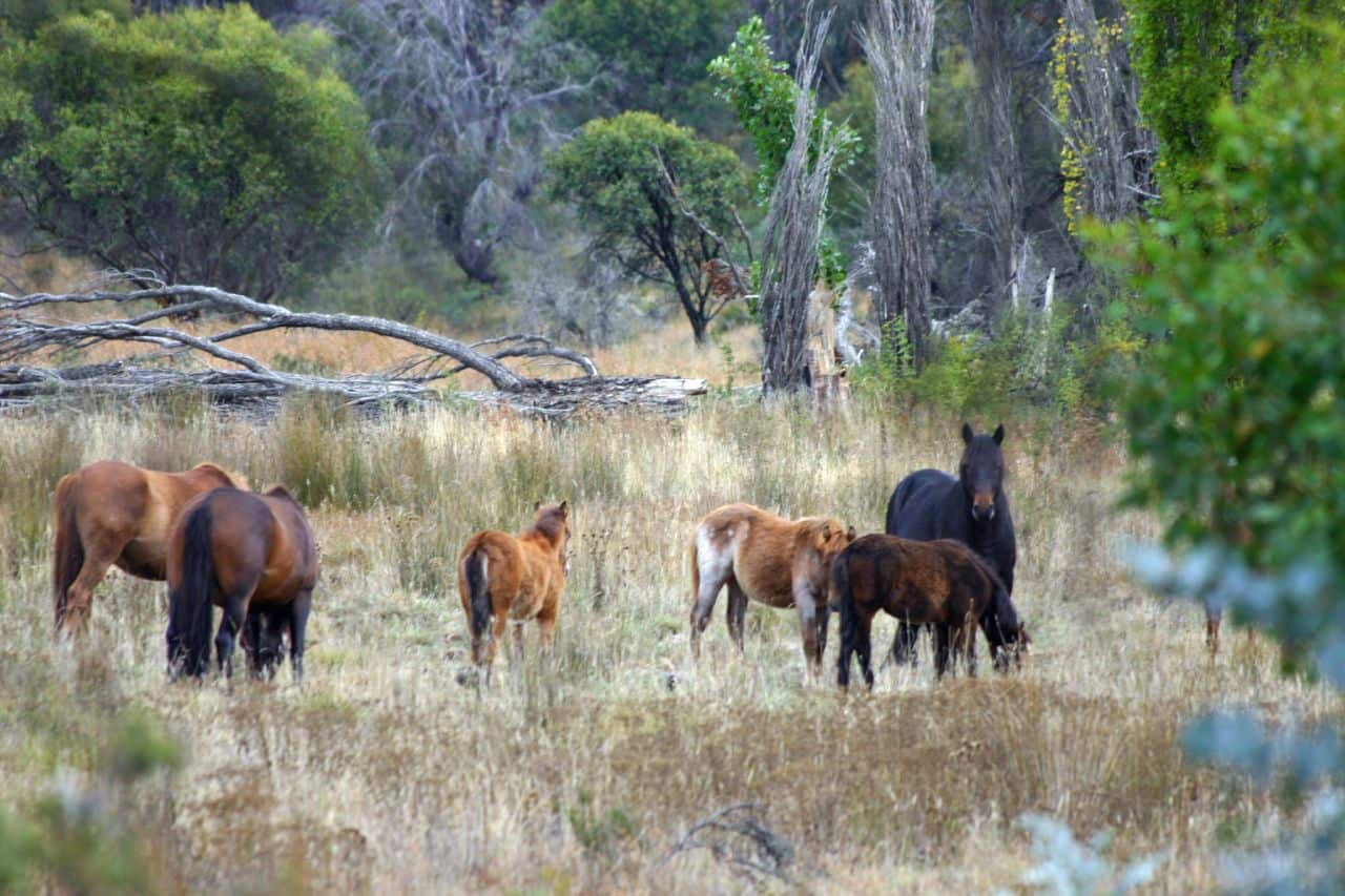 Brumbies at Yarrangobilly