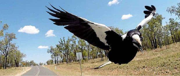 Magpie Alert