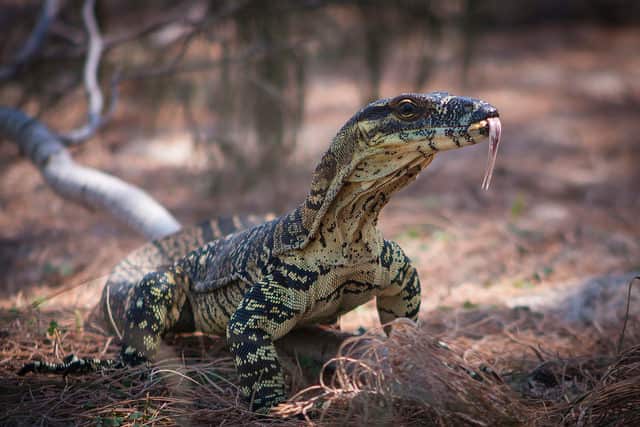 Goanna