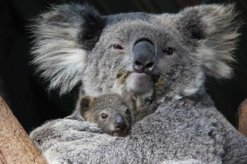 A newborn koala joey with mother Wanda at Taronga Zoo, Sydney