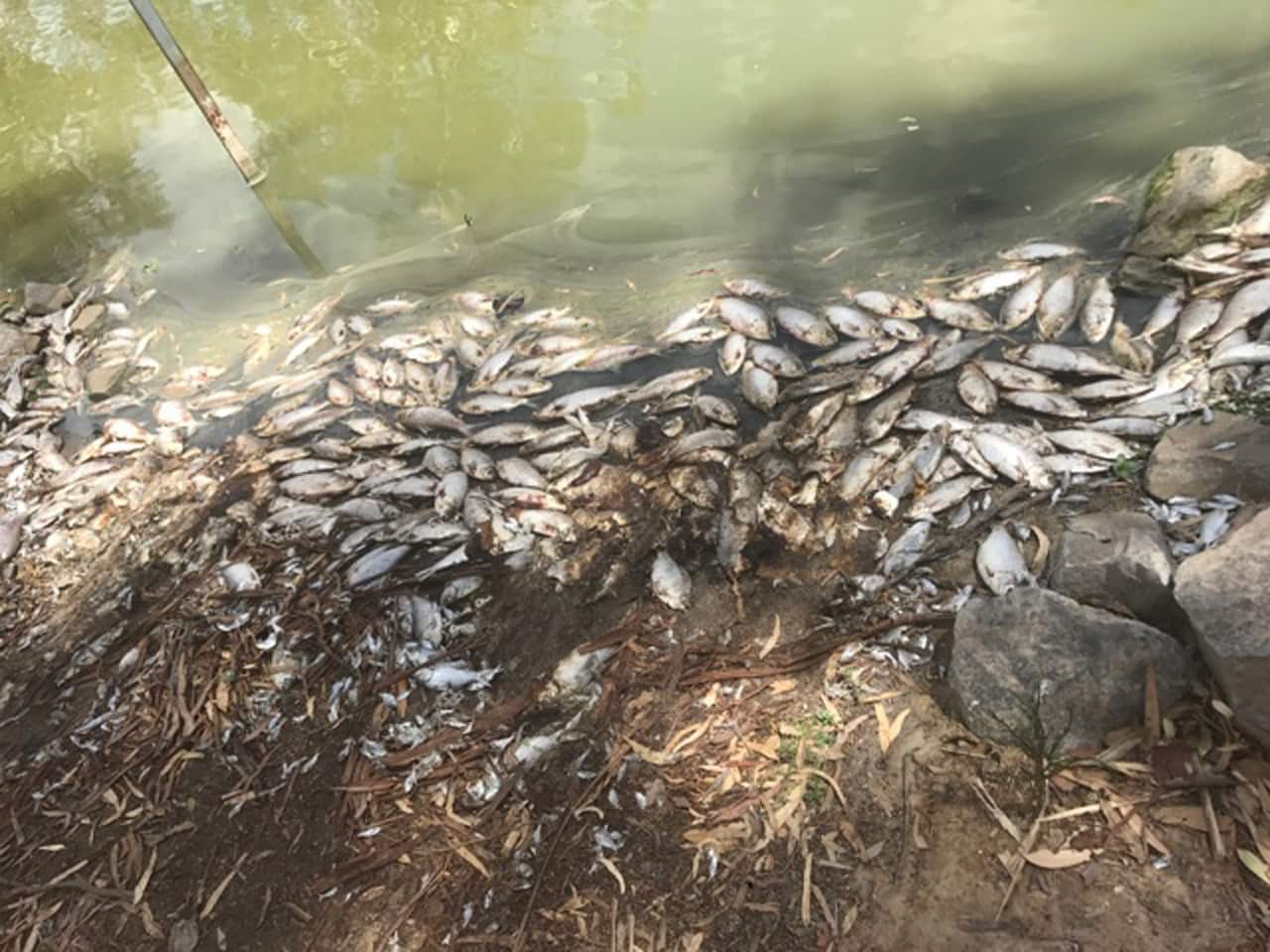 fish kill wshed up on bank of the Barka-Darling River