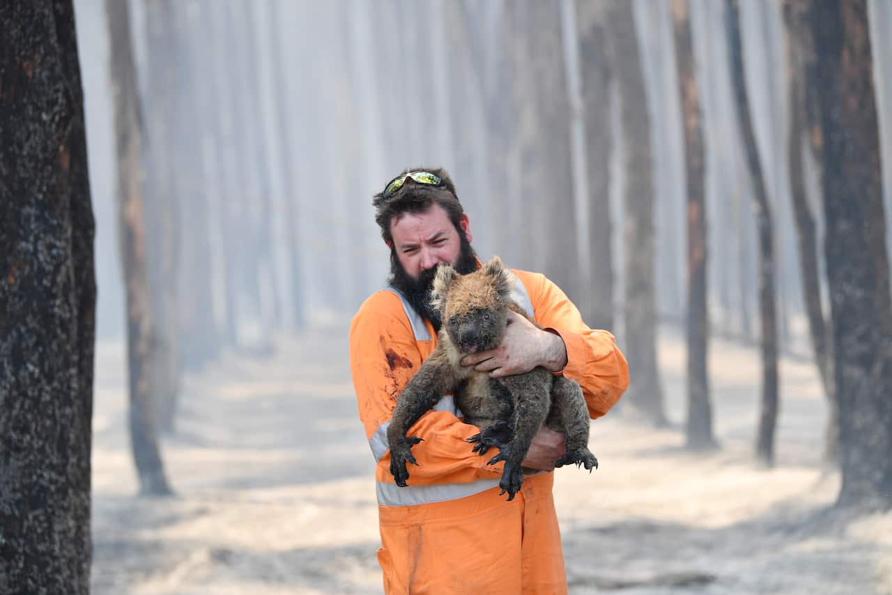 Wildlife ranger saves koala from bushfire