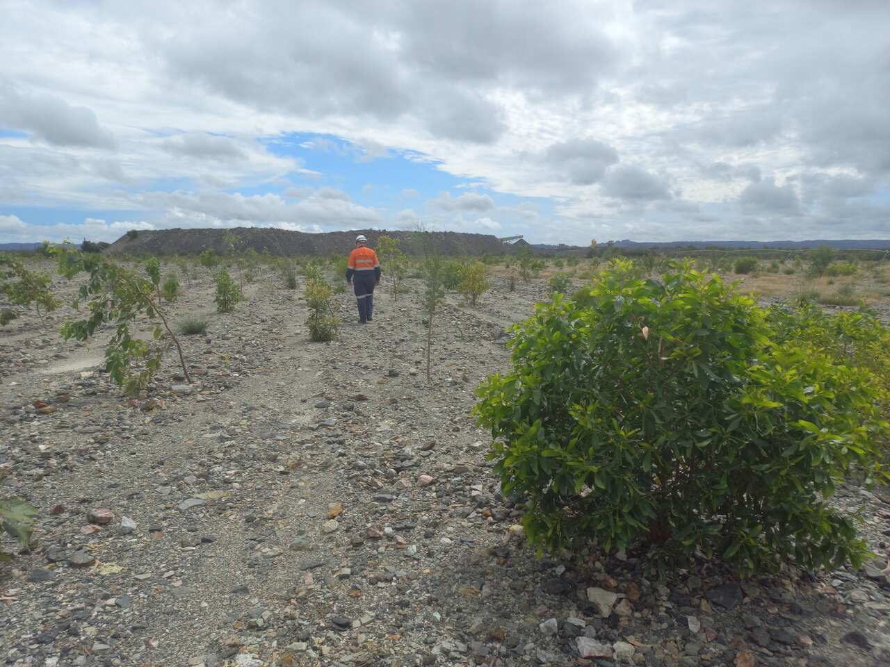 Ranger Uranium mine rehabilitation