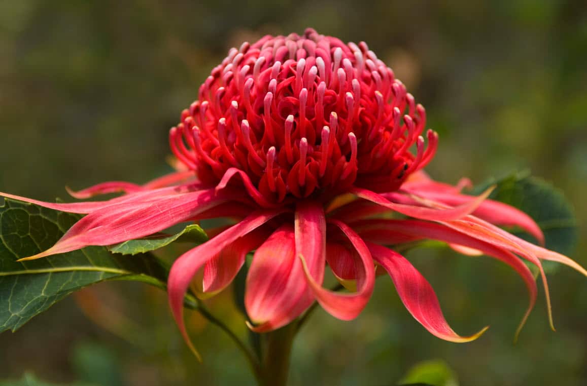 waratah