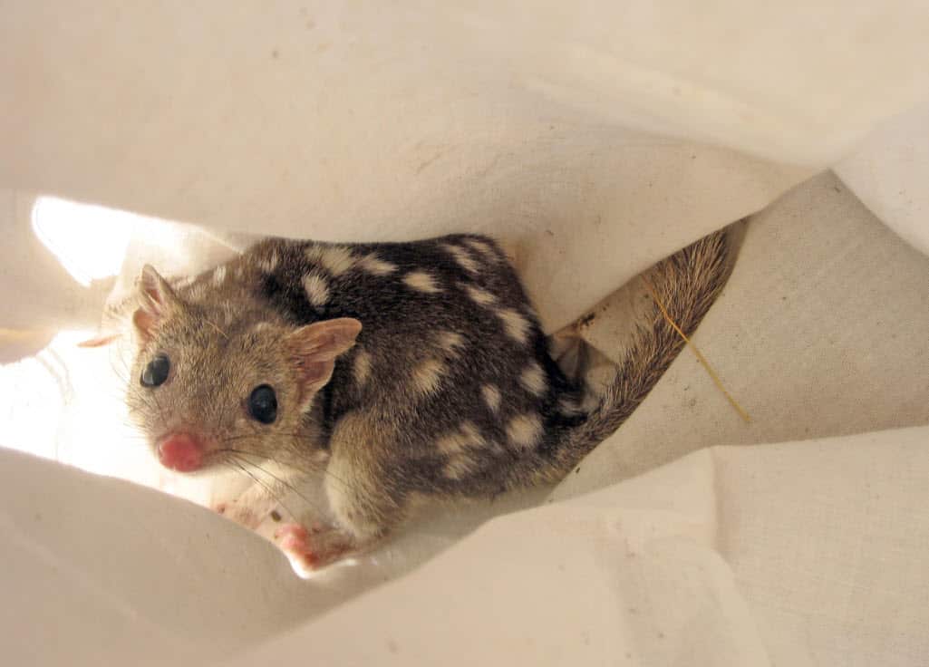 quoll