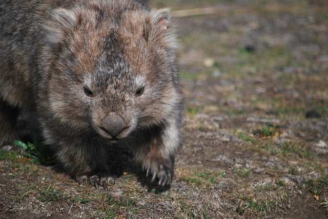 Wombat