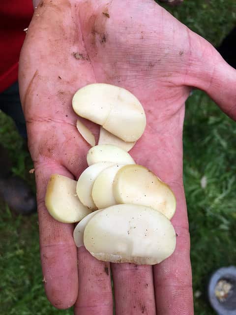 Roasted and sliced black bean seed. 