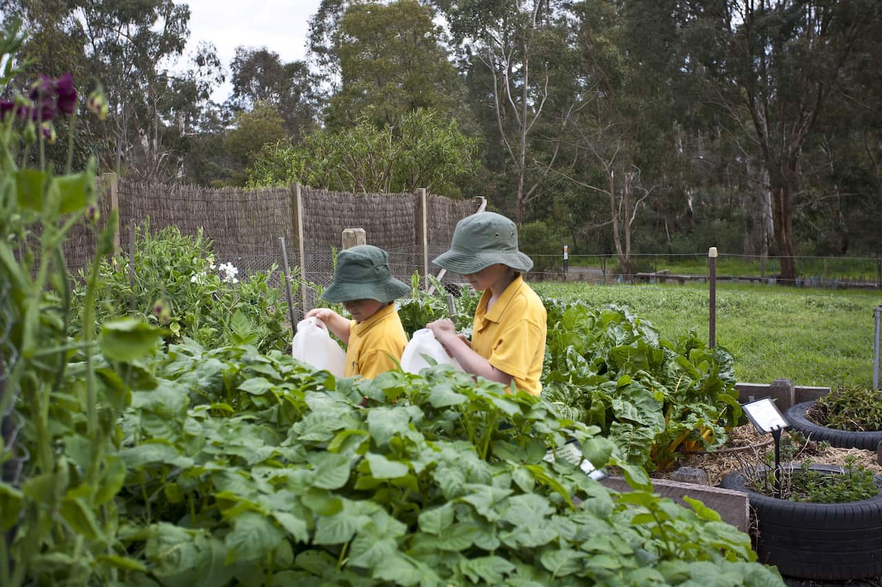 School children watering vegetable garden.