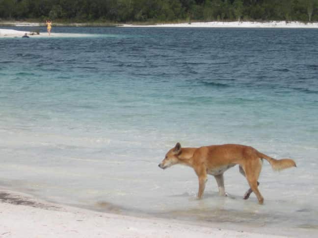 Fraser Island is famous for the dingoes that roam its shores.