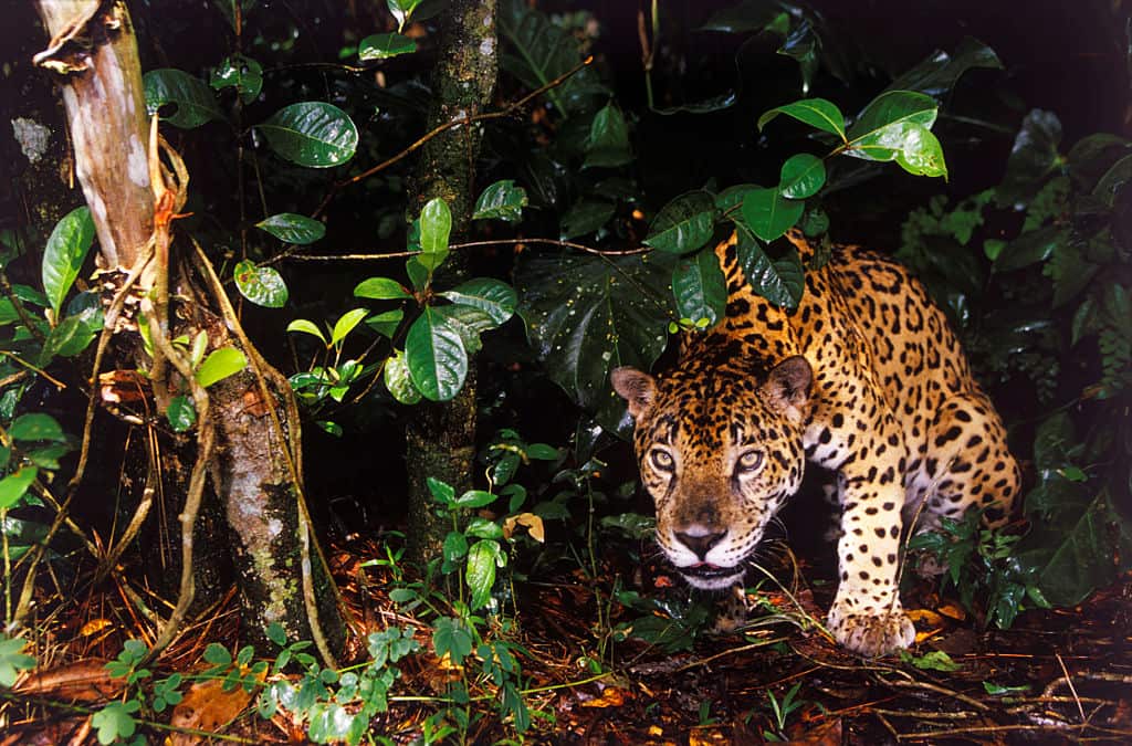 Jaguar in Rainforest