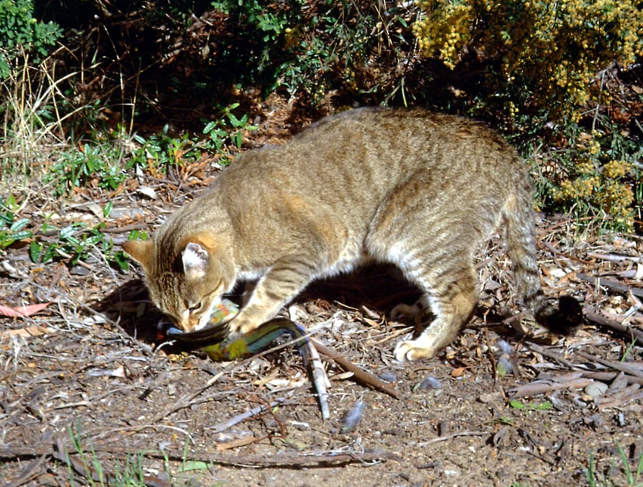 feral cat