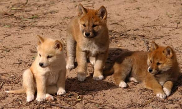 Dingoes