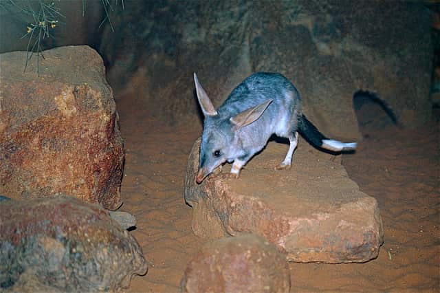 Bilbys have declined across much of their former range due to land clearance and introduced predators.