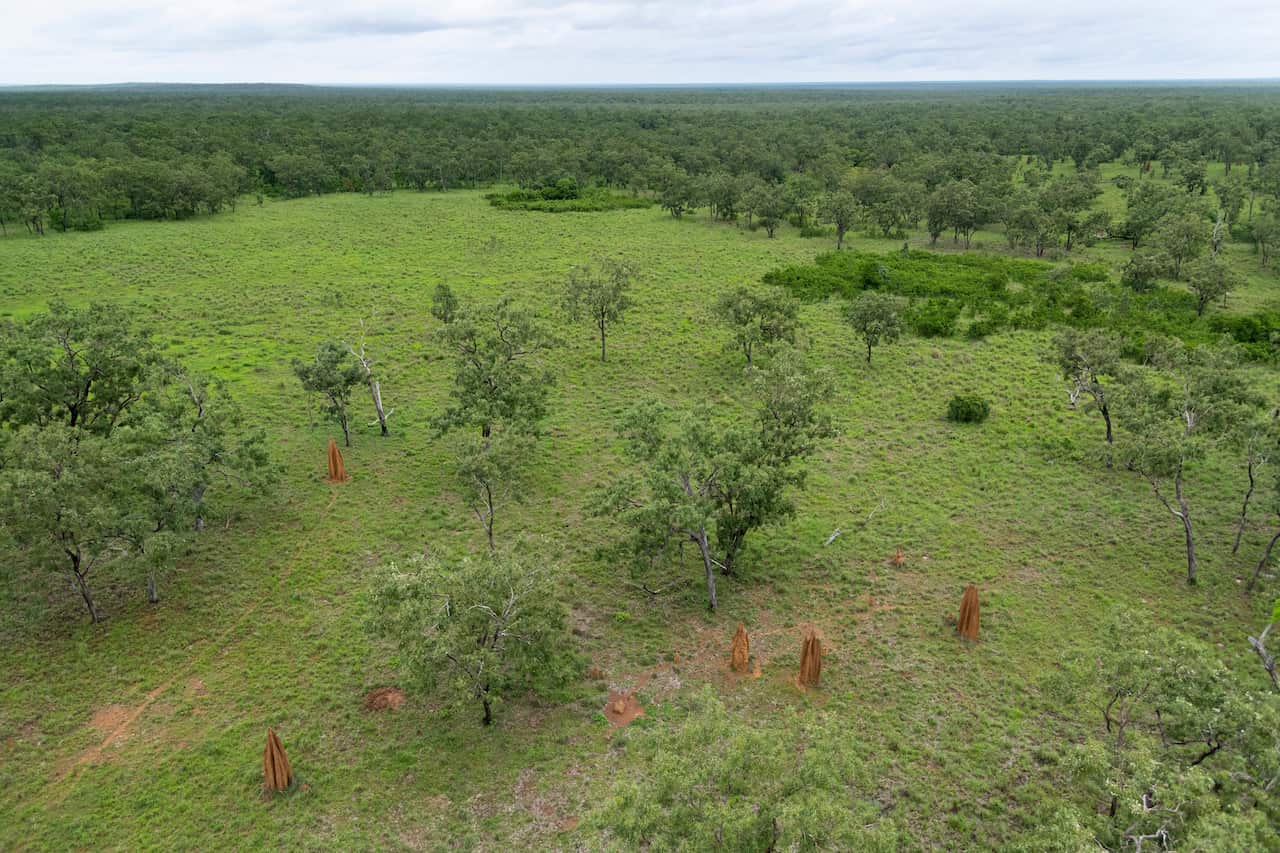 Open grassy plains show some large termite mounds, south of Bramwell Station.