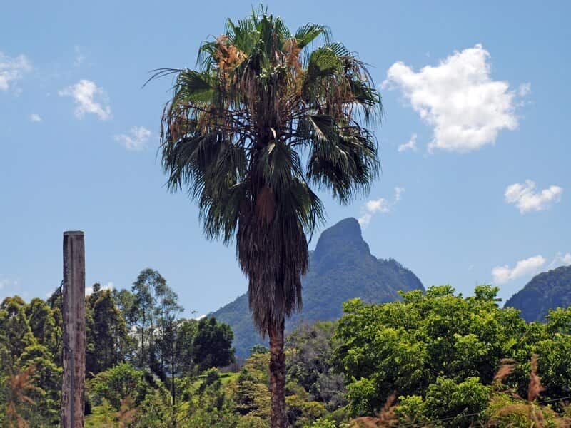 A view of Mount Warning in northern NSW