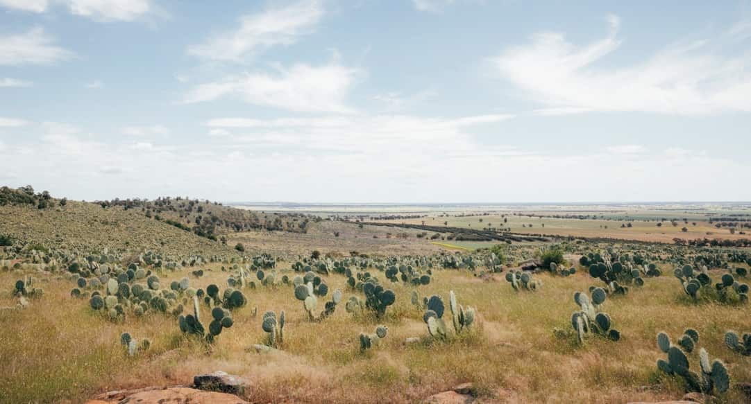 Buckrabanyule landscape
