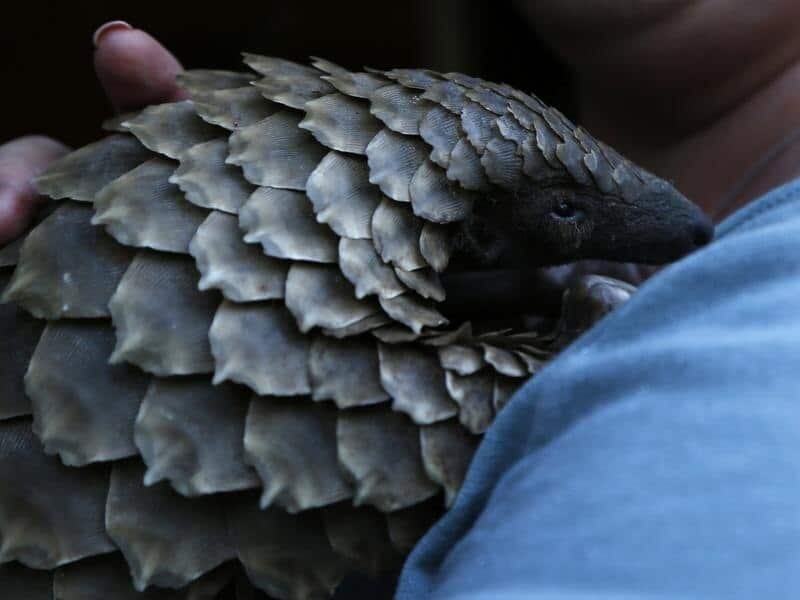 A person holding a pangolin
