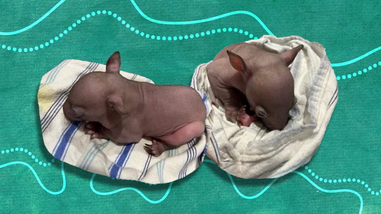 A composite of two pictures of a hairless wombat joey, sleeping on a small blanket.