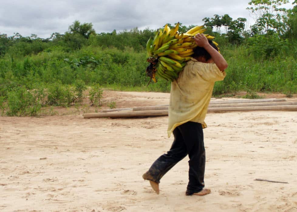 A Tsimane man carrying bananas. 