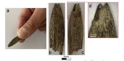 (a) The Murrawong bone point; (b) superior view; (c) inferior view; and (d) distal edge featuring use-related damage.