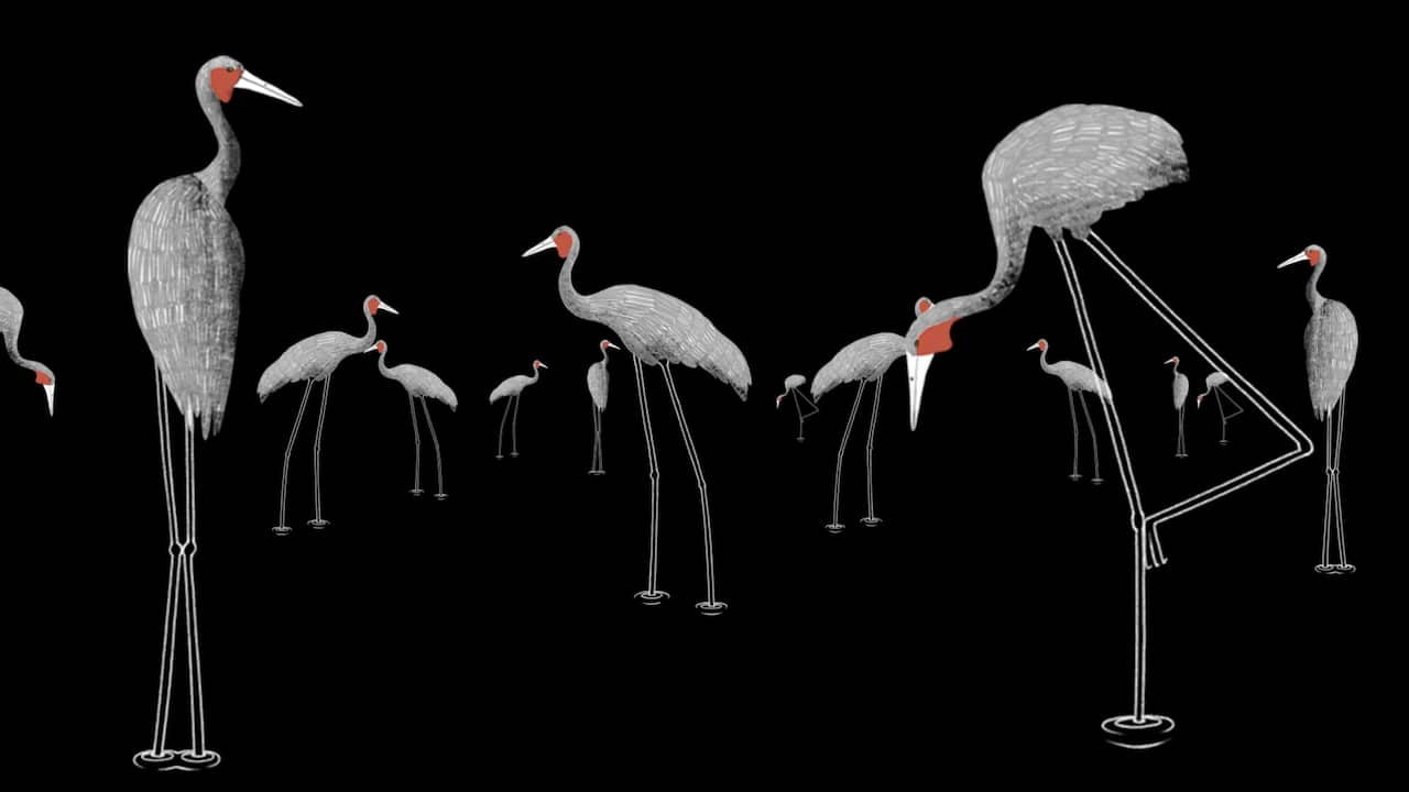 Brolgas: an illustration by Jake Duczynski