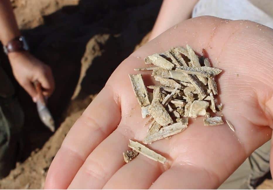 Image of bone fragments from the Lake Pinpa site