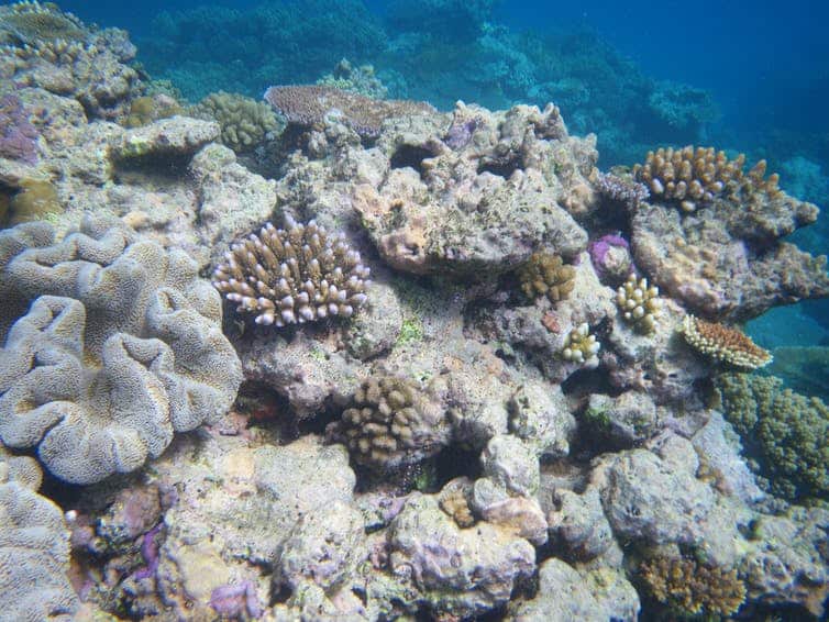 Coral bleaching great barrier reef NAIDOC heal country