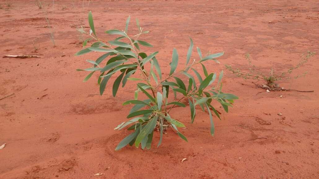 Darkies Range Red Hill