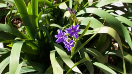 Dianella Revoluta