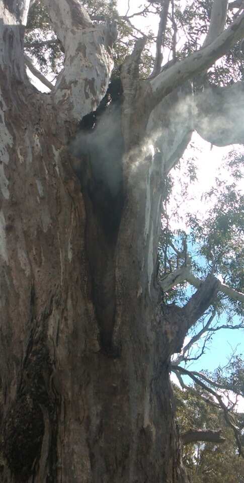 An ancestor tree, considered culturally significant to the Djab Wurrung, began to burn overnight.