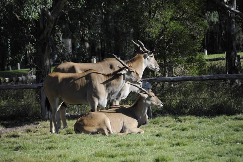 Dubbo Zoo. Photo courtesy of Destination NSW: VisitNSW.com
