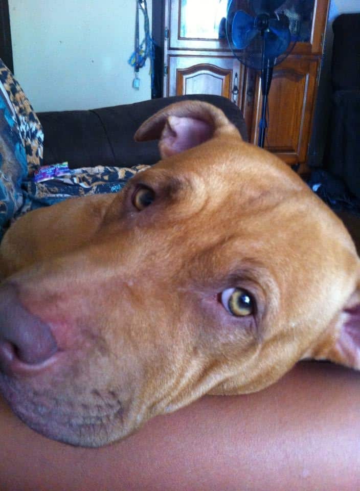 The dog survived being shot and was taken to the vet. 