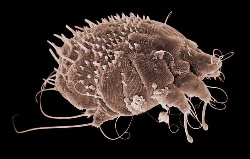 The scabies mite, Sarcoptes scabiei.
