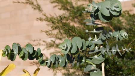 Eucalyptus Pulverulenta