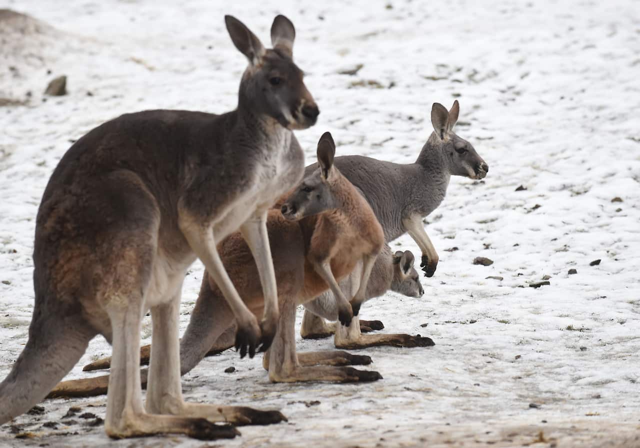 The Australian government estimates that 34.3 million kangaroos lived in this country.