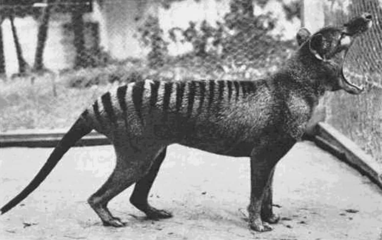 Benjamin, the last recorded Tasmanian thylacine.