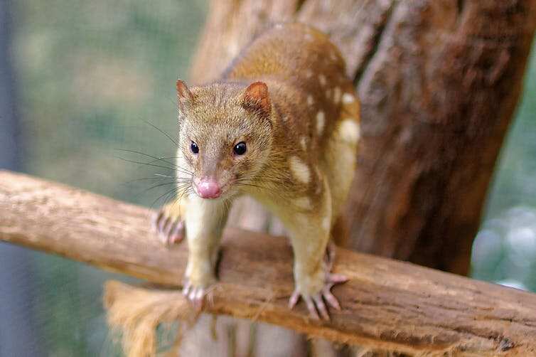 Mityan, the Moon (the quoll) in Boorong traditions. 