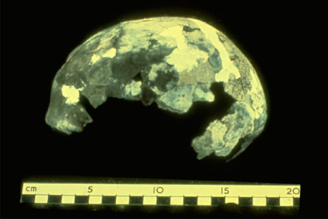 Mungo I (Mungo Lady) cranium reconstructed from cremation remains.