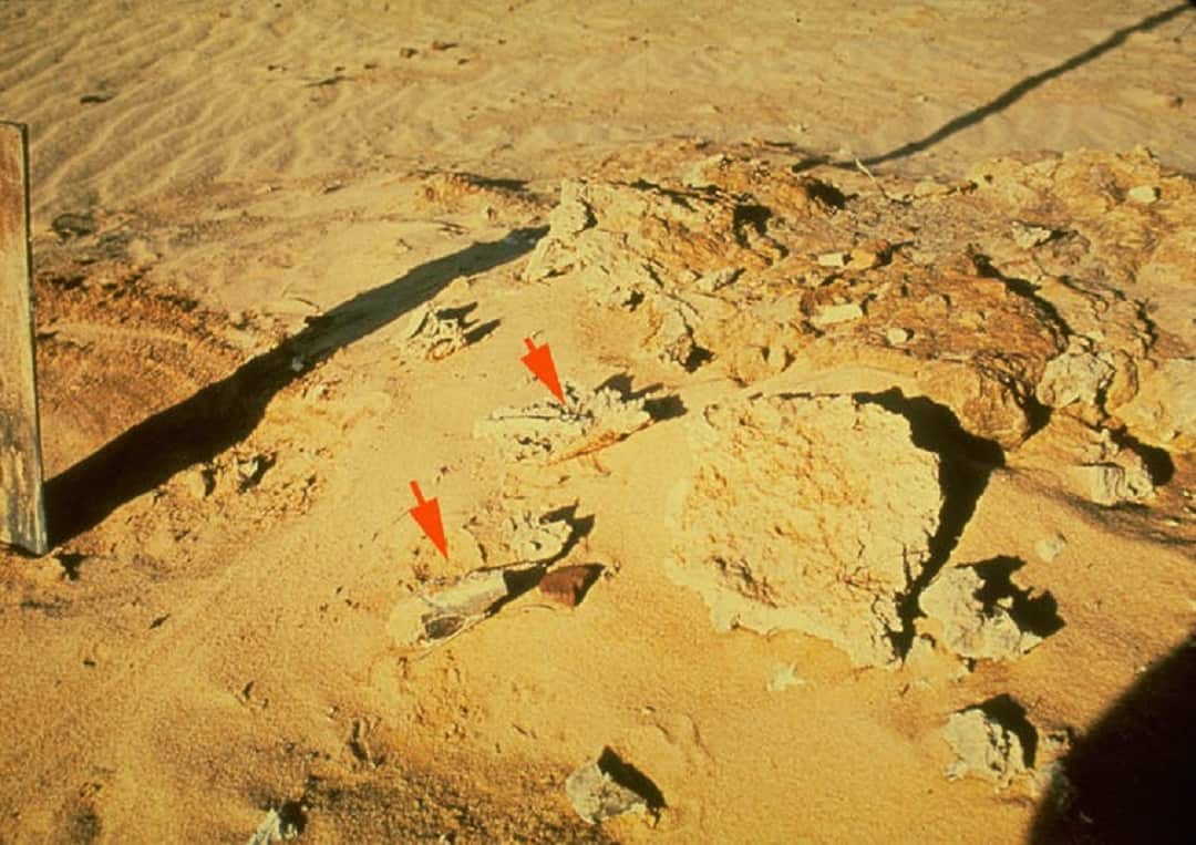 An enlargement showing fragments of burnt bones (arrowed) believed then to be part of a human hearth.