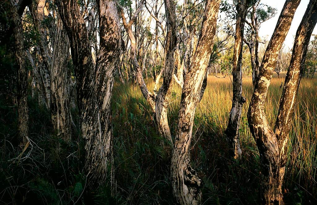 Broad-leaved paperbark