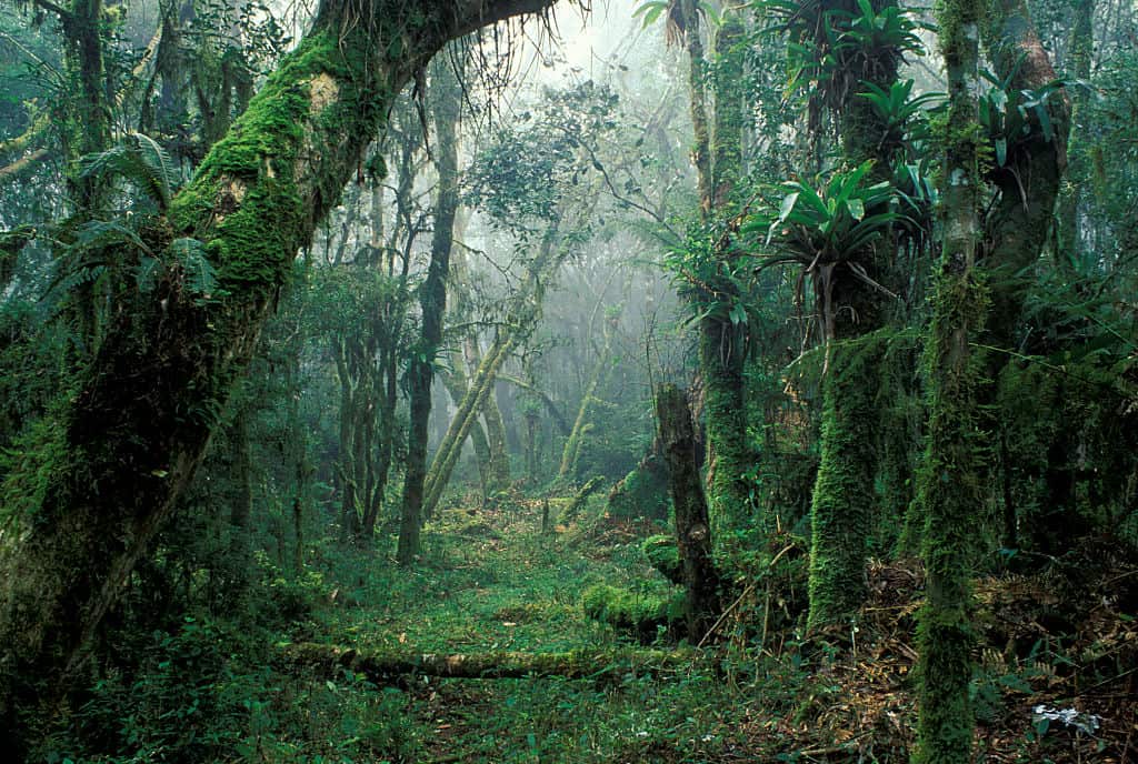 Atlantic forest ( Mata Atlantica ), Brazil. The Atlantic