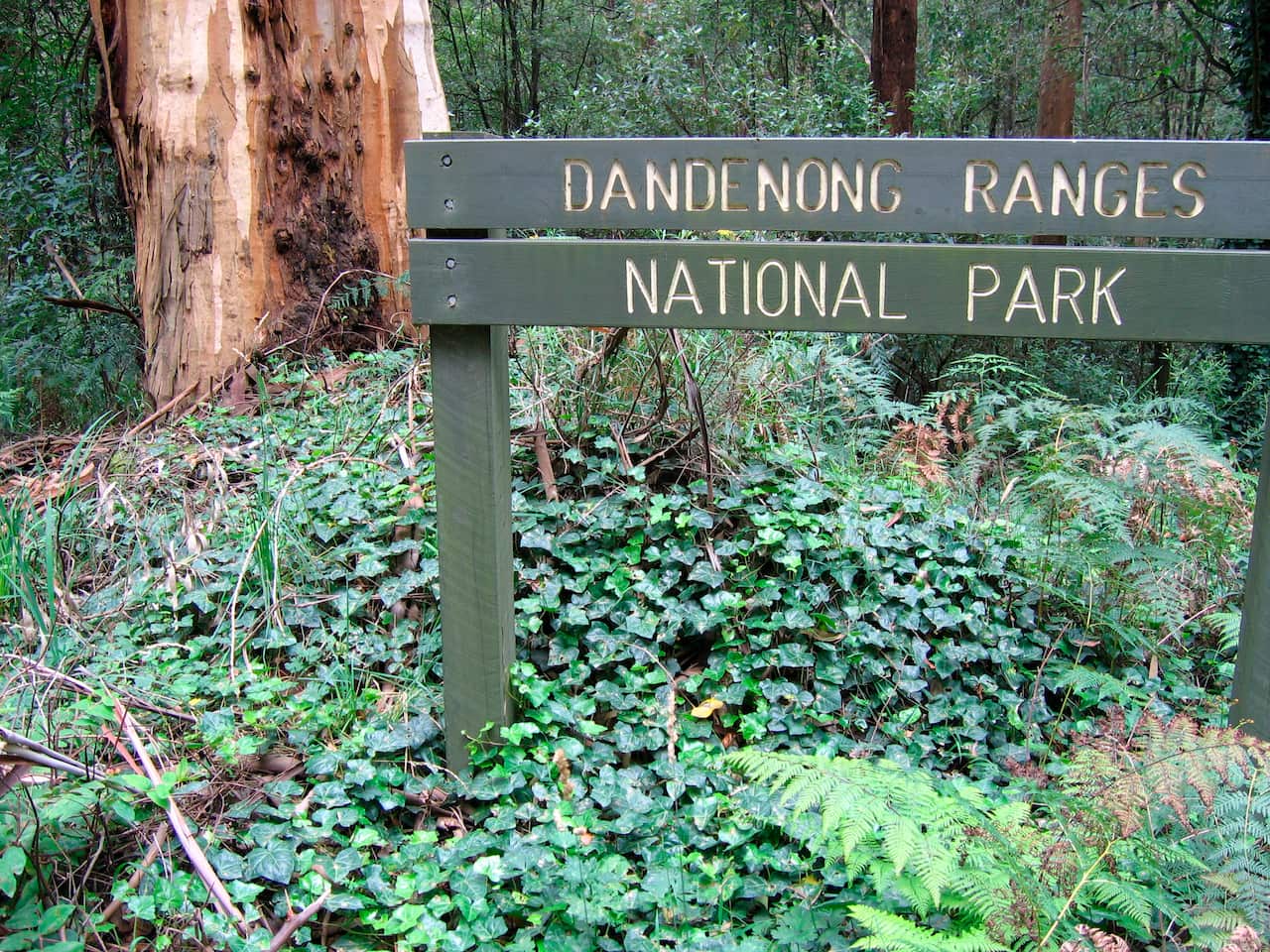 Dandenong Ranges National Park, Victoria, Australia,