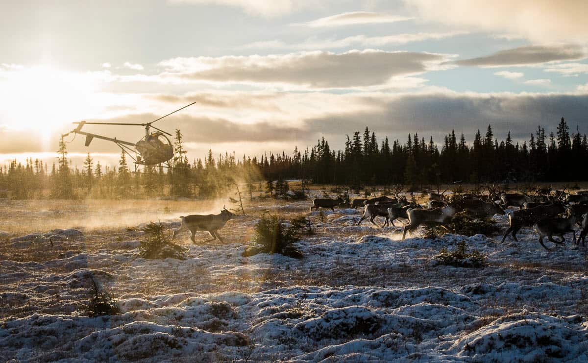 Sami people from the Vilhelmina Norra Sameby fly a helicopter during a reindeer herding