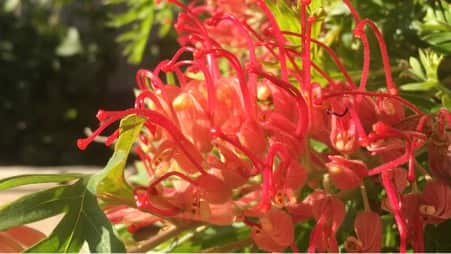 Grevillea Laurifolia